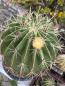Preview: Ferocactus histrix